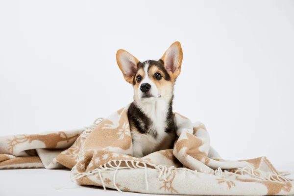 Mignon chiot gallois corgi dans une couverture confortable isolé sur blanc — Photo de stock