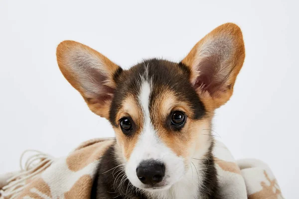 Entzückender walisischer Corgi-Welpe in Decke isoliert auf weiß — Stockfoto