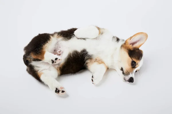Cute welsh corgi puppy lying on white background — Stock Photo