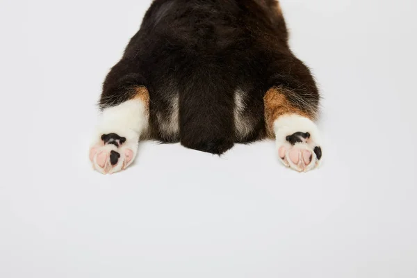 Vista recortada de lindas patas de cachorro corgi galés y cola aislada en blanco - foto de stock