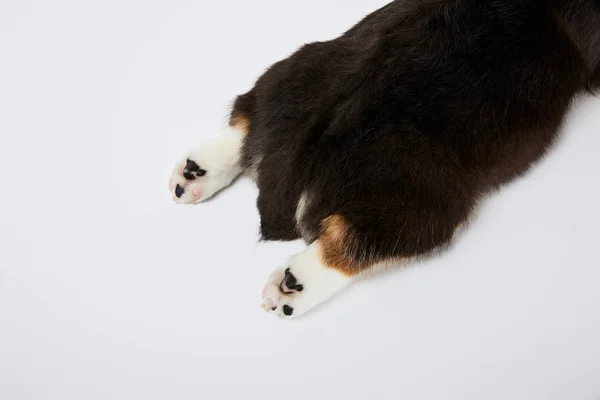 Vista ritagliata di corgi gallesi zampe di cucciolo e coda isolata su bianco — Foto stock