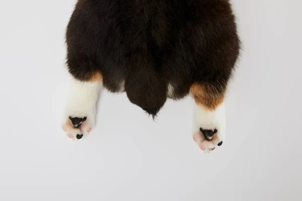 Vista parcial de lindas patas de cachorro corgi galés y cola aislada en blanco - foto de stock