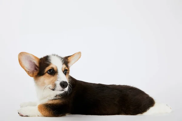 Fluffy cute welsh corgi puppy lying on white background — Stock Photo