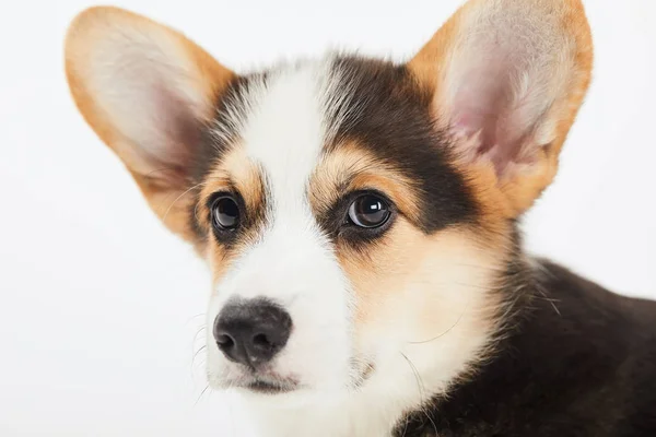 Close up vista do filhote de cachorro corgi galês bonito isolado no branco — Fotografia de Stock