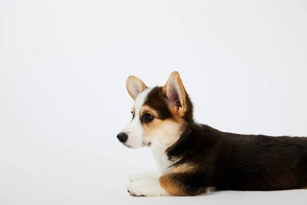 Süßer walisischer Corgi Welpe auf weißem Hintergrund liegend und wegschauend — Stockfoto