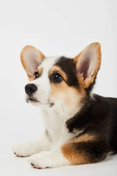 Fluffy welsh corgi puppy lying and looking away on white background — Stock Photo