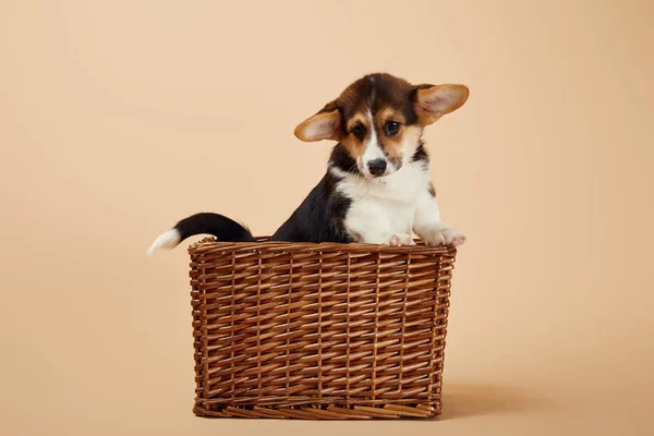 Милый валлийский щенок корги в плетеной корзине на бежевом фоне — стоковое фото