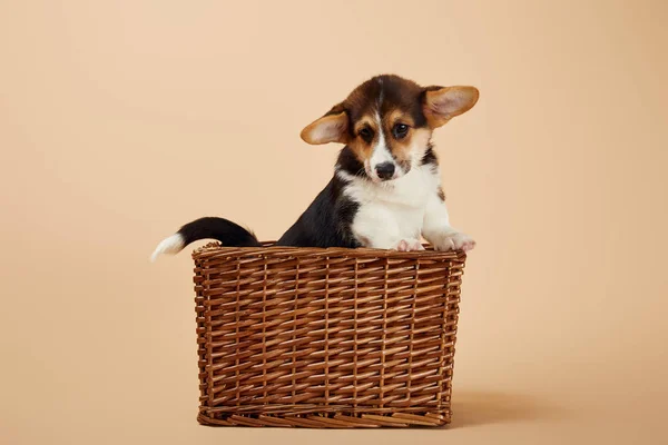 Mignon chiot gallois corgi dans le panier en osier sur fond beige — Photo de stock