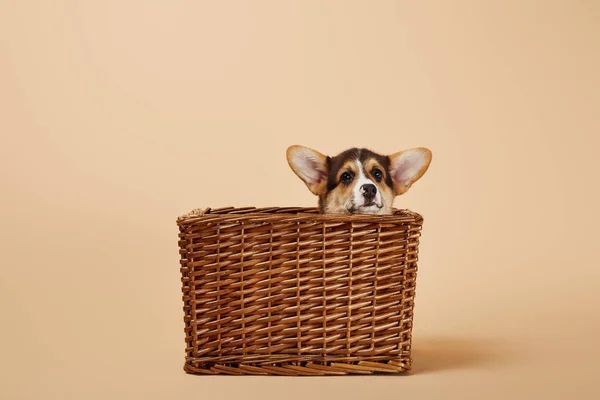 Adorable welsh corgi puppy in wicker basket on beige background — Stock Photo