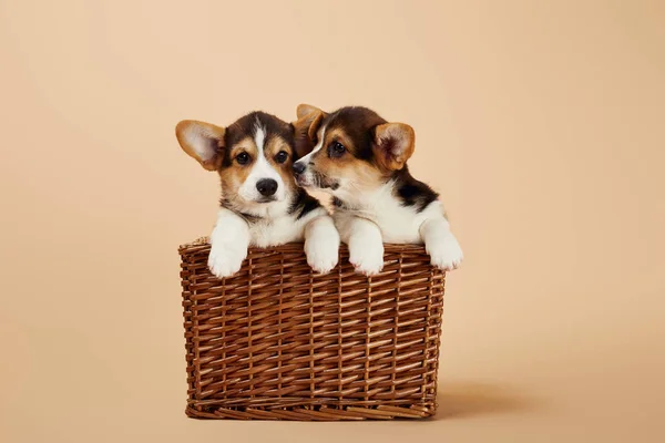 Cute welsh corgi puppies in wicker basket on beige background — Stock Photo