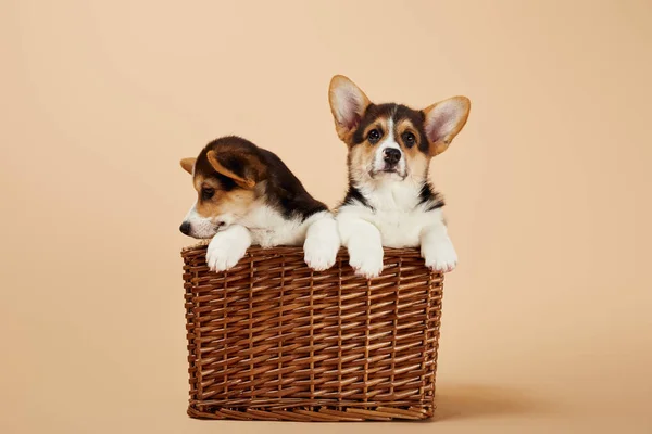 Lindo peludo galés corgi cachorros en canasta de mimbre sobre fondo beige - foto de stock