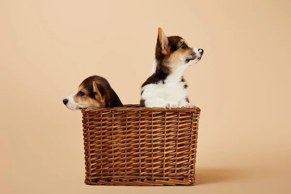 Carino gallese corgi cuccioli in vimini cestino guardando lontano su sfondo beige — Foto stock