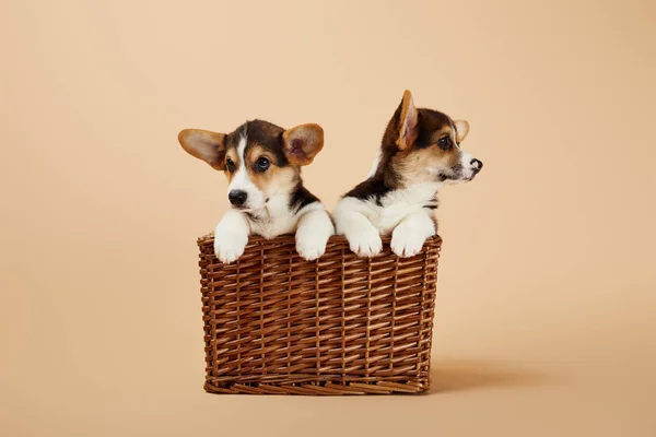 Cuccioli di corgi gallesi in cesto di vimini su sfondo beige — Foto stock