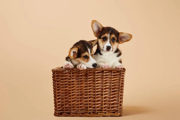 Пушистые валлийские корги щенки в плетеной корзине на бежевом фоне — стоковое фото