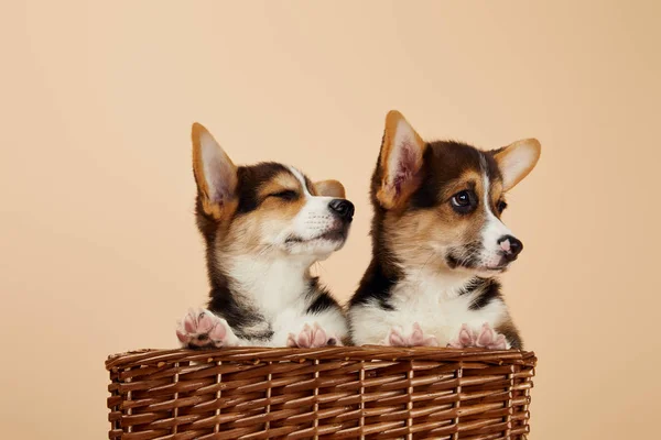 Cute welsh corgi puppies in wicker basket looking away isolated on beige — Stock Photo