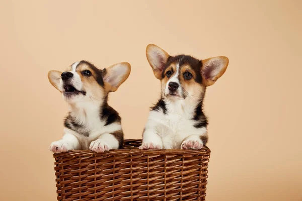 Fluffy welsh corgi puppies in wicker basket isolated on beige — Stock Photo