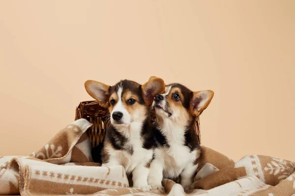 Cute welsh corgi puppies on blanket near wicker basket isolated on beige — Stock Photo