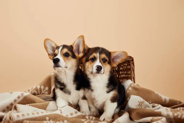 Cute corgi puppies on blanket near wicker basket isolated on beige — Stock Photo