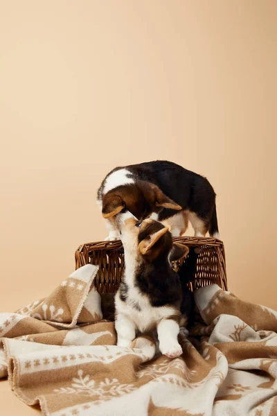 Cute welsh corgi puppies on blanket and wicker basket isolated on beige — Stock Photo