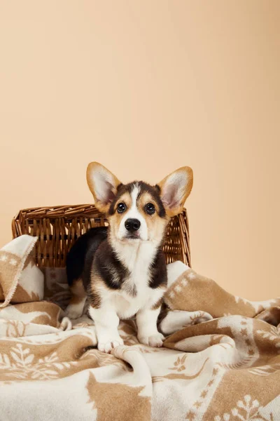 Bonito galês corgi filhote de cachorro no cobertor perto de cesta de vime isolado no bege — Fotografia de Stock