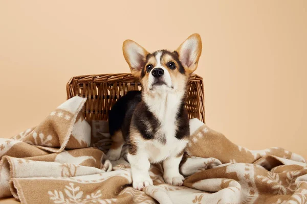 Fluffy welsh corgi puppy on blanket near wicker basket isolated on beige — Stock Photo