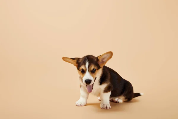 Cute welsh corgi puppy showing tongue on beige background — Stock Photo