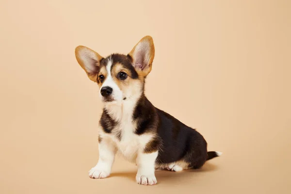 Carino gallese corgi cucciolo su sfondo beige — Foto stock