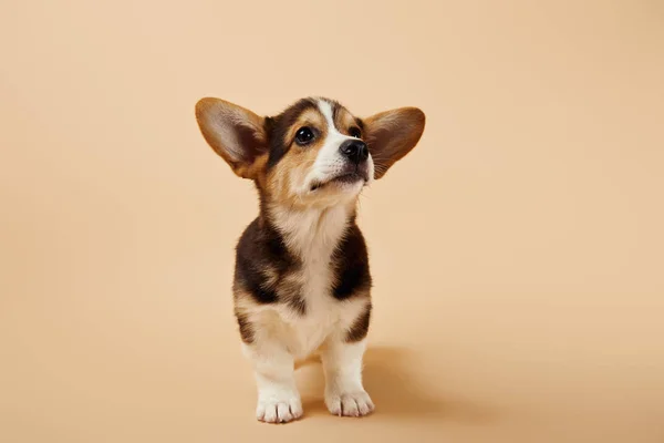 Fofo galês corgi filhote de cachorro no fundo bege — Fotografia de Stock