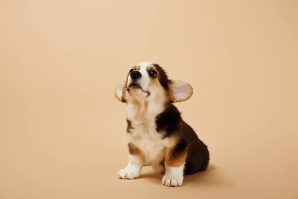 Adorable galés corgi cachorro sobre fondo beige - foto de stock