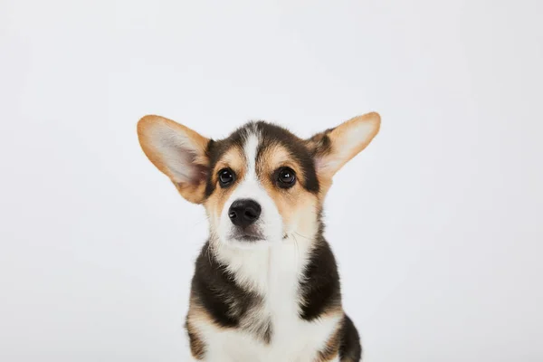 Filhote de cachorro corgi galês com orelhas bonitos isolado no branco — Fotografia de Stock