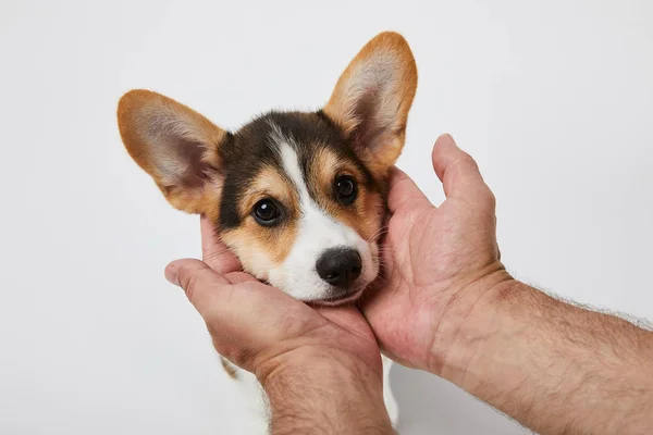 Cropped view of man holding cute welsh corgi puppy muzzle on white background — Stock Photo