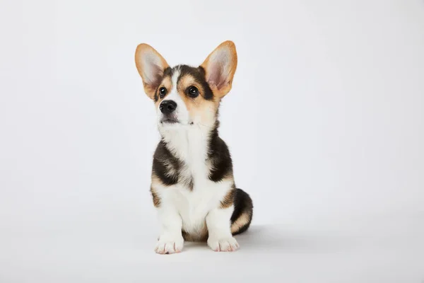 Cute welsh corgi puppy sitting and looking away on white background — Stock Photo