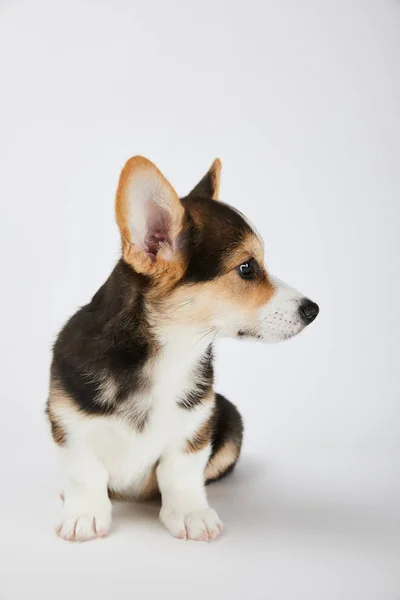 Bonito galês corgi filhote de cachorro olhando para longe no fundo branco — Fotografia de Stock