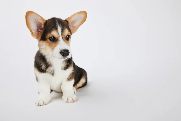 Cute fluffy welsh corgi puppy looking away on white — Stock Photo
