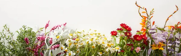 Panoramic shot of bunches of diverse wildflowers on white background with copy space — Stock Photo