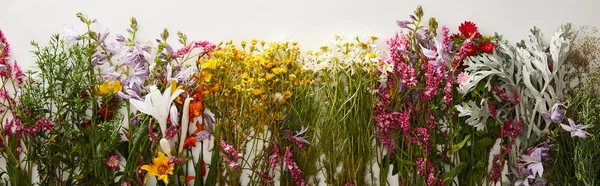 Panoramic shot of bunches of diverse wildflowers on white background — Stock Photo