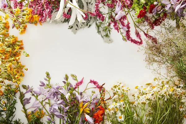 Vue de dessus de diverses fleurs sauvages sur fond blanc — Photo de stock