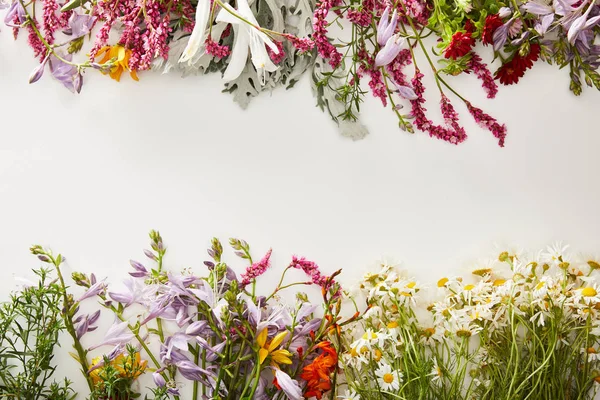 Vue de dessus des fleurs sauvages fraîches sur fond blanc — Photo de stock