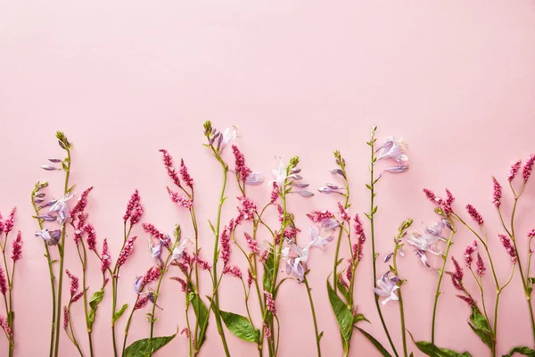 Vue de dessus des branches de fleurs sauvages sur fond rose avec espace de copie — Photo de stock