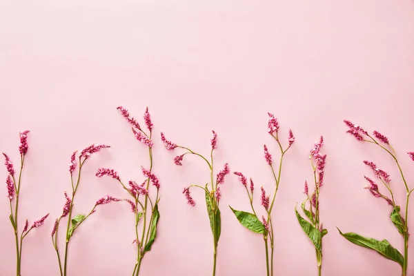 Vue de dessus des brindilles de fleurs sauvages sur fond rose avec espace de copie — Photo de stock