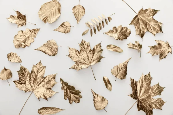 Вид зверху на золоті осінні листя на білому тлі — стокове фото