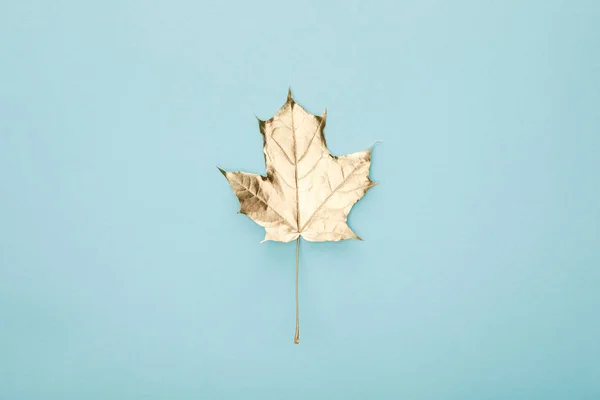Top view of autumnal golden maple leaf on blue background — Stock Photo