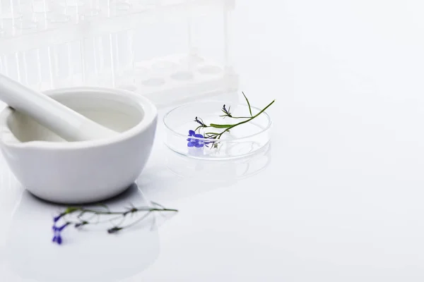 Glass test tubes, mortar with pestle near plant sample on white background — Stock Photo