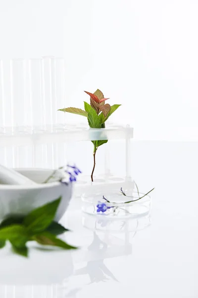 Mise au point sélective de tubes à essai en verre, mortier avec pilon près de plantes échantillons isolés sur blanc — Photo de stock