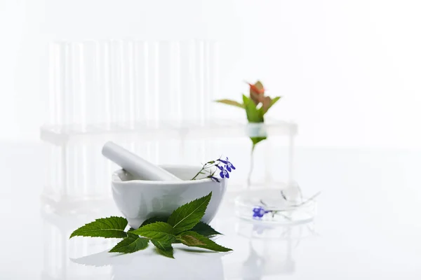Selective focus of glass test tubes, mortar with pestle near plants samples isolated on white — Stock Photo