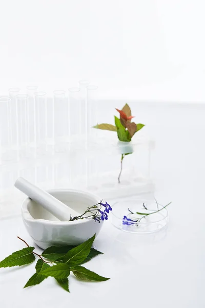 Selective focus of glass test tubes, mortar with pestle near plants samples isolated on white — Stock Photo