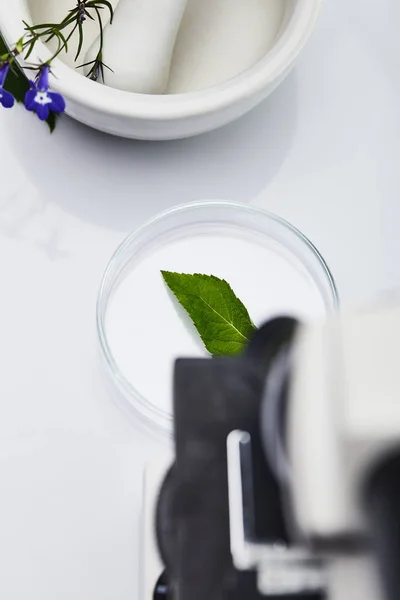 Vista superior de la hoja sobre vidrio cerca de mortero con mortero y microscopio sobre mesa blanca - foto de stock