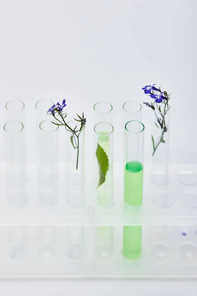 Tubos de ensayo de vidrio con líquido cerca de plantas aisladas en blanco - foto de stock