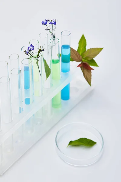Provette di vetro con liquido vicino alle piante su tavolo bianco — Foto stock