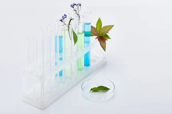 Glass test tubes with liquid near plants on white table — Stock Photo